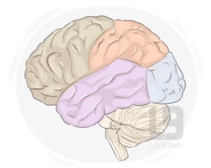 قاموس مصطلحات منصّة Cortex منخفضة الكود: أهم المفاهيم التي تحتاجها